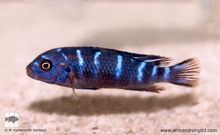 Chindongo sp. 'demasoni mozambique'